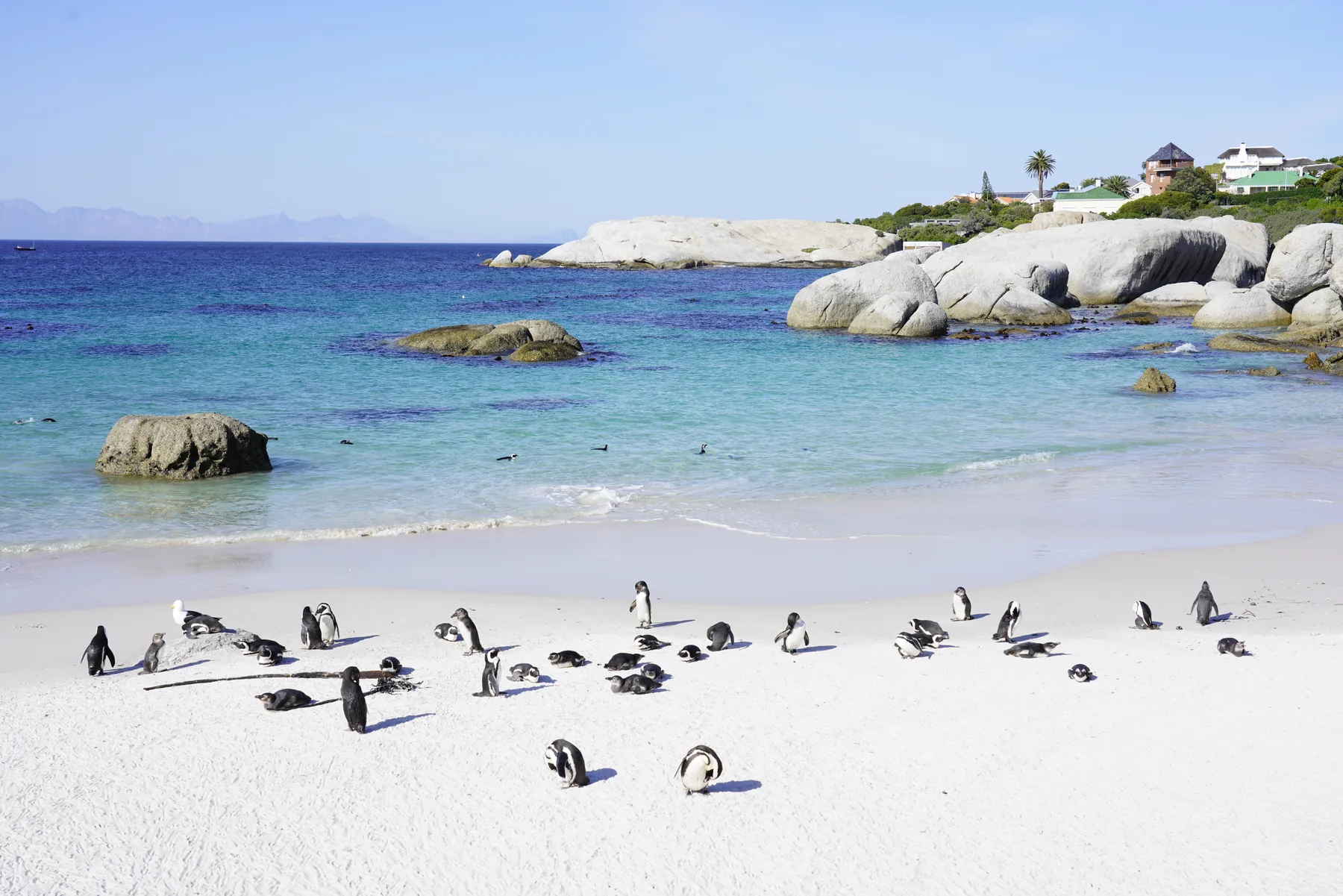 Африканские пингвины на Boulders Beach в ЮАР